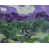 Vert / violet sélectionné