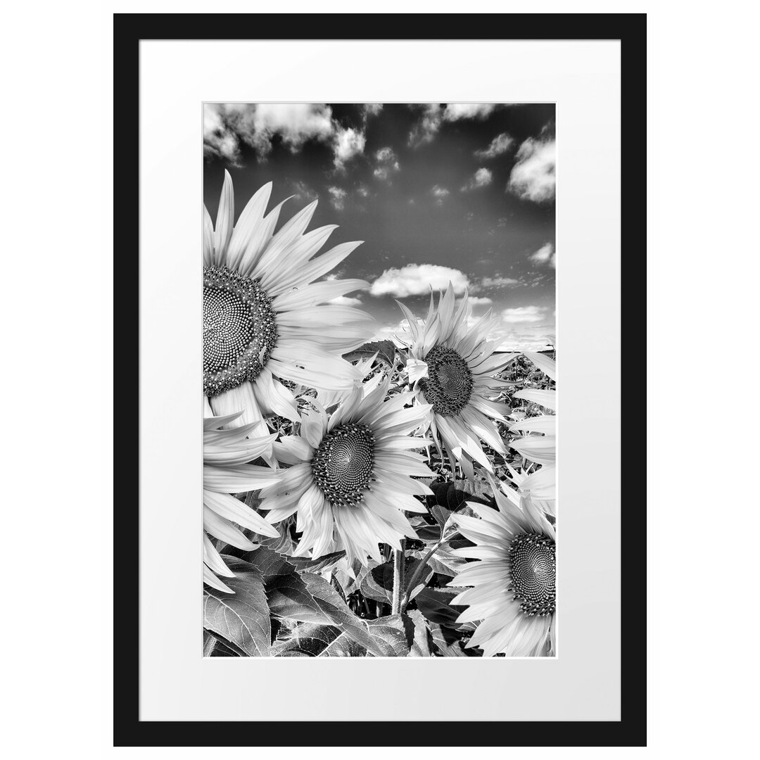 Gerahmtes Poster Sonnenblumenwiese unter Himmel