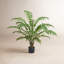 Fern Plant