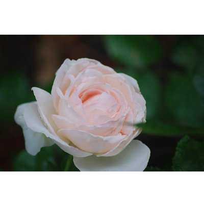 Décalcomanie murale rose