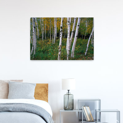 Support de bouleaux blancs, art abstrait de forêt d'automne contemporain