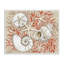 Giclée encadrée de coquillages blancs corail, design par Paul Brent