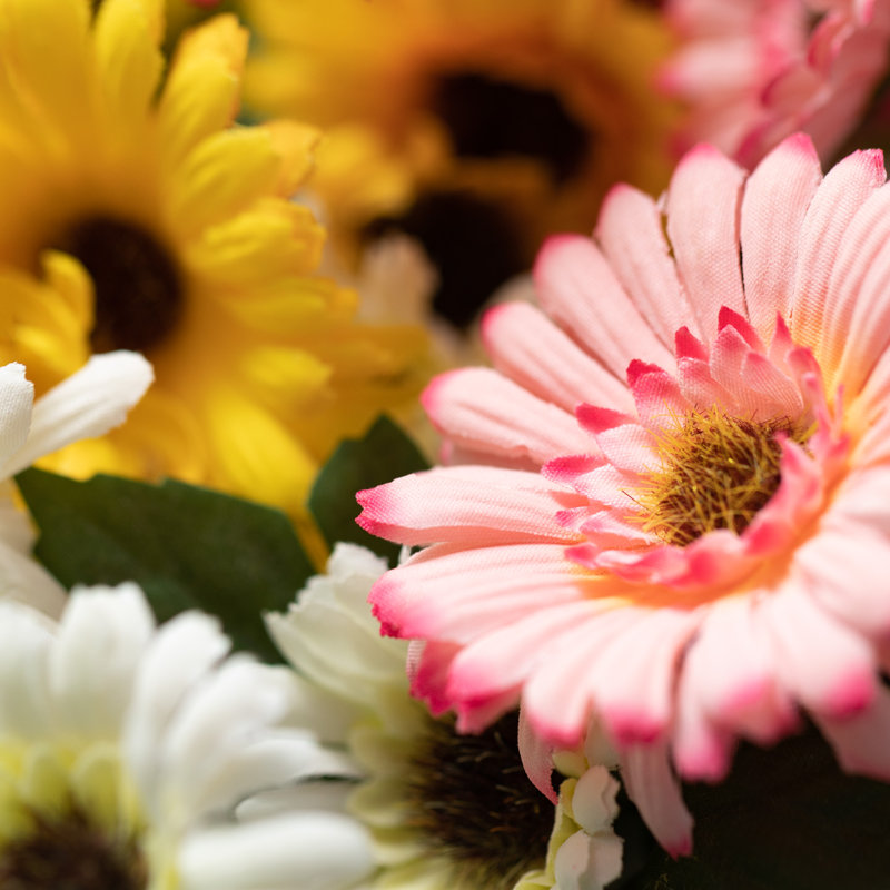 Tiges de marguerite Guisborough
