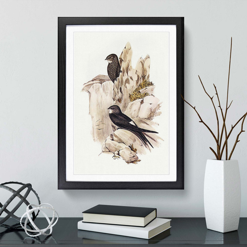 Australian Swift by Elizabeth Gould - Framed Print, 45cm H x 33cm W x 2cm D, Black Framed