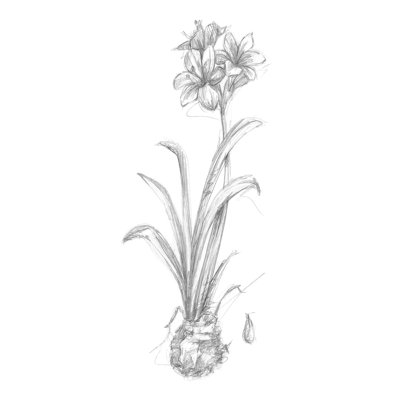 Croquis botanique II