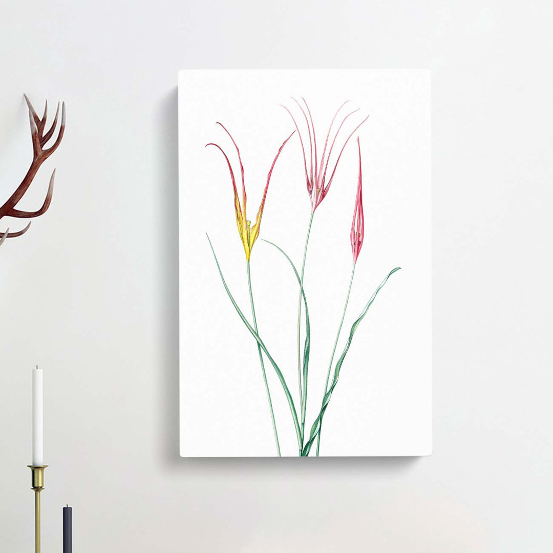 Horned Tulip Flowers by Pierre-Joseph Redoute - Wrapped Canvas