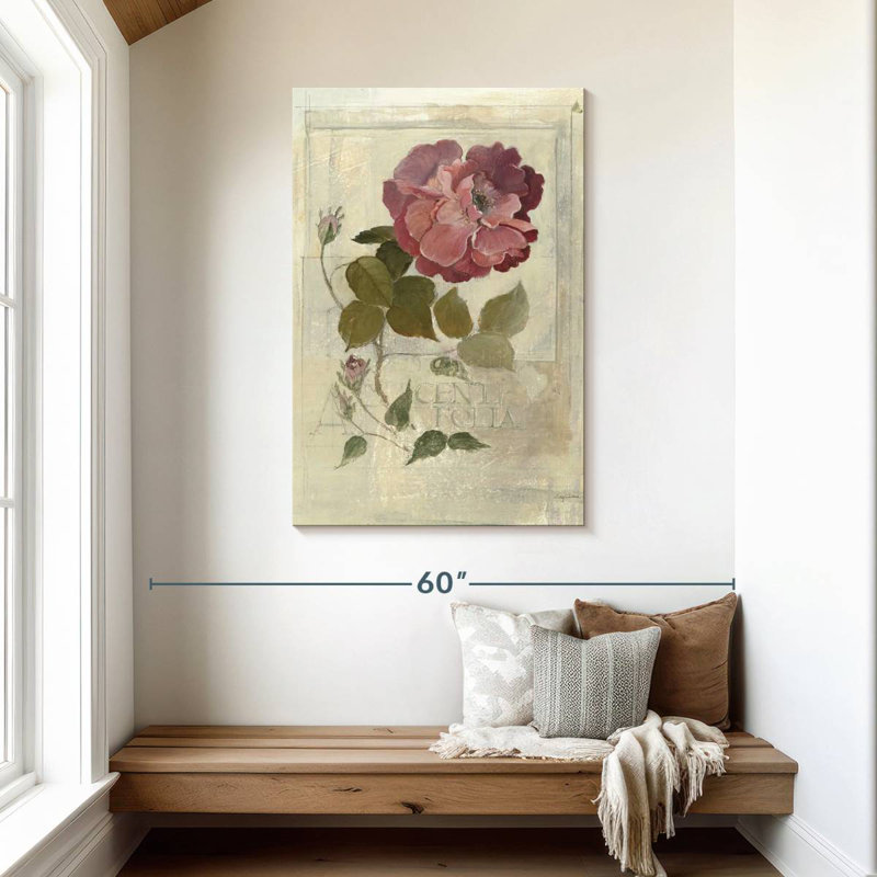 Rose Centifolia, H 45 po x l 30 po