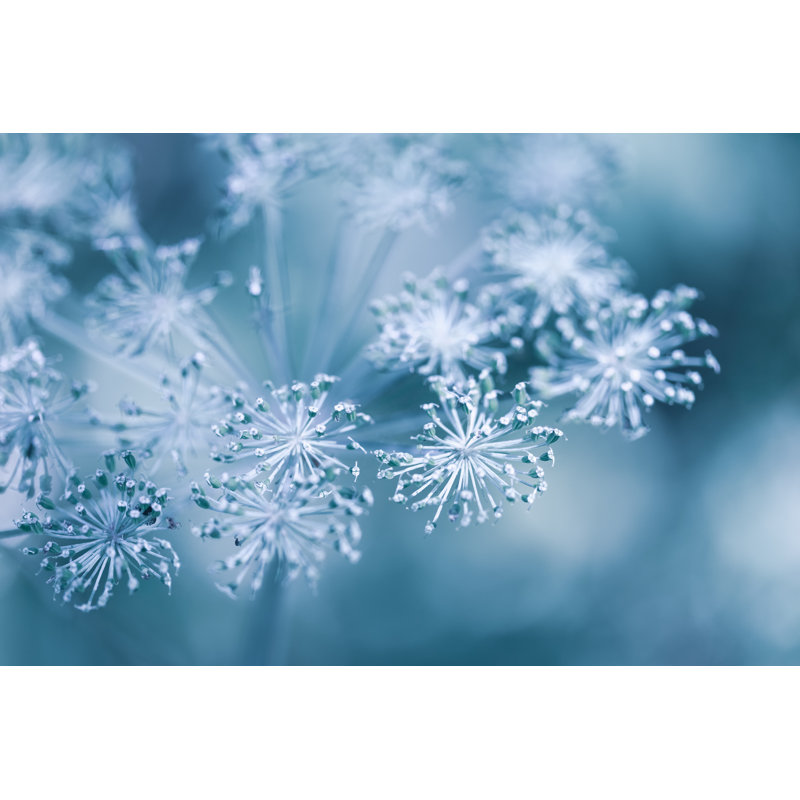Magnifique fond hivernal avec des plantes sèches couvertes de givre dans la matinée hivernale - Photographie sur toile tendue