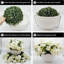 13.5cm Plant-1953780966