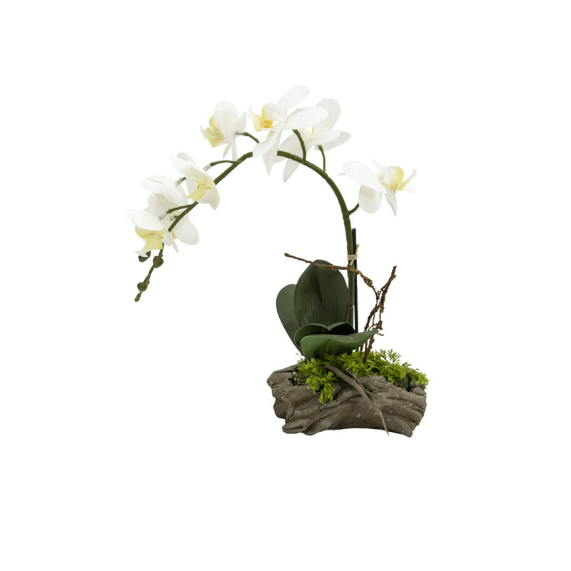 Orchid Arrangement in Planter