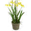 Plastic, Silk Artificial Arrangement in Planter