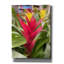  «Guzmania Flower» par Dante Plata, art mural sur toile, 40 po x 54 po-431409455