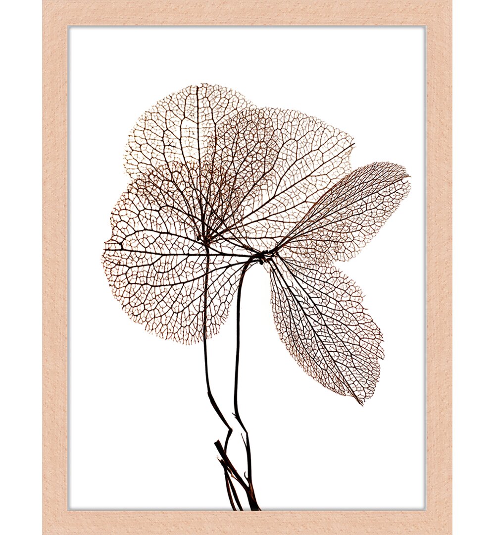 Dry Plant - Bilderrahmen Graphic Art Print auf Papier