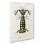 Giant Mantis Shrimp by Charles D Orbigny - Wrapped Canvas-55366095