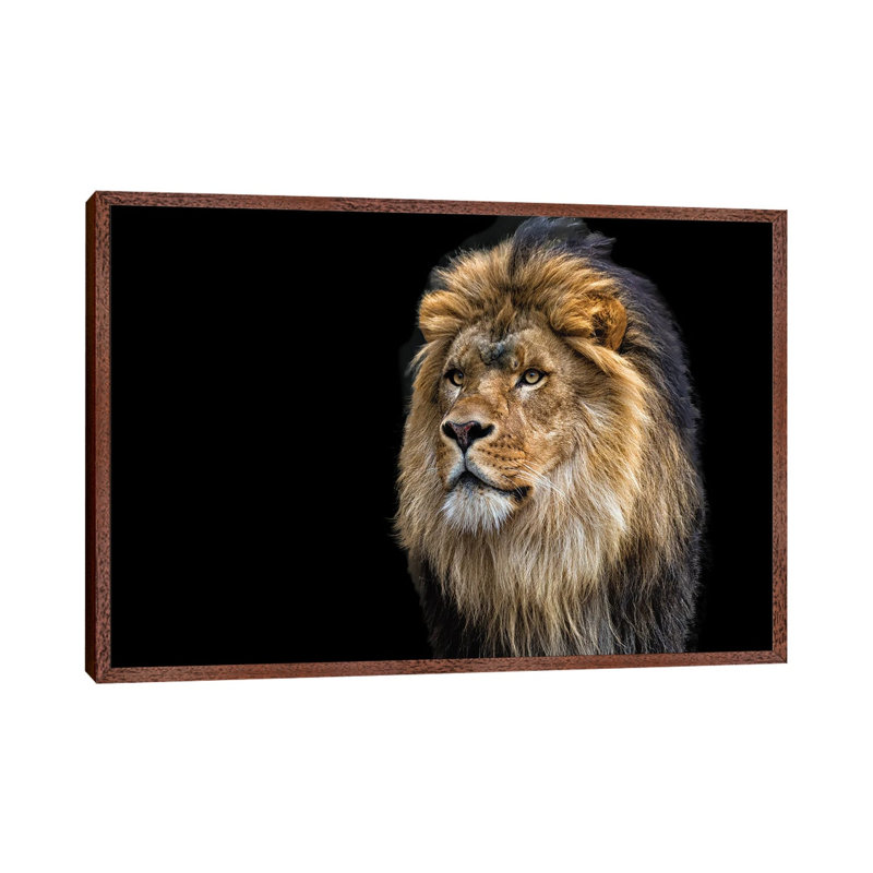 Majestic by David Gardiner - Floater Frame Print on Canvas, Brown Framed, 101.6 cm H x 66.04 cm W