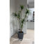 Arbre de dragon artificiel 86,08 "en pot-97863924