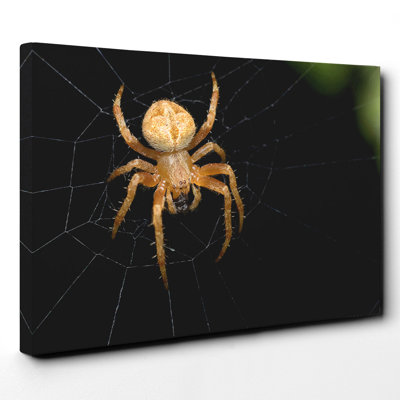 Spider Cobweb - Wall Art