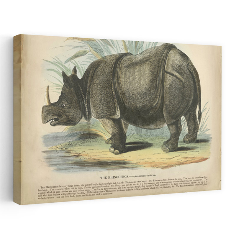 Rhino - reproduction d'art sur nature, H 16 po x l 24 po