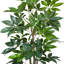 Schefflera dans un pot rond en pierre