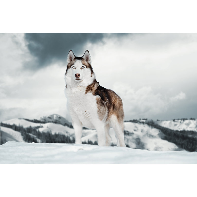 Dervil Gorgeous Siberian Husky - Photographie sur toile tendue, H 8 po x l 12 po x P 1,25 po