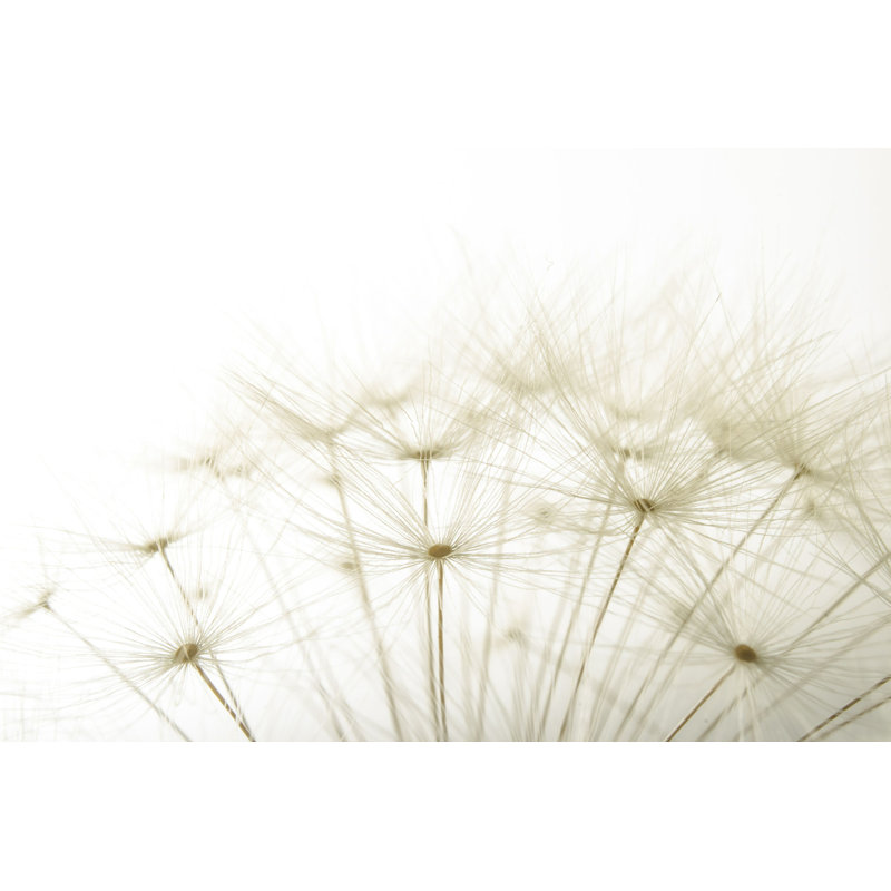 Beny Overblown Fluffy Dandelion - photographie sur toile tendue, H 24 po x l 36 po