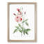 Pink Blush China Rose by Pierre-Joseph Redoute - Picture Frame Painting Print-55583707-55583704