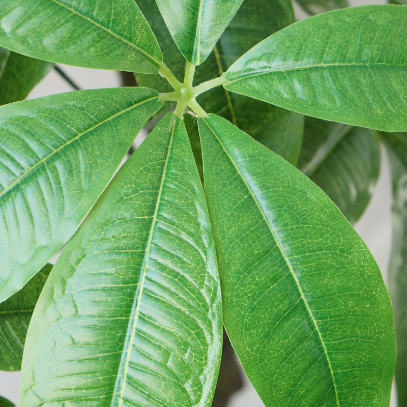 Pachira Aquat Panama 20 po en pot