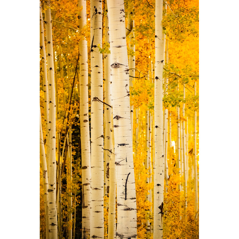 Autumn Forest Aspen Trees - Wrapped Canvas Print, 91cm H x 61cm W