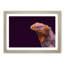 Red & Purple Iguana Lizard - Picture Frame Photograph Print-55597948-55597945