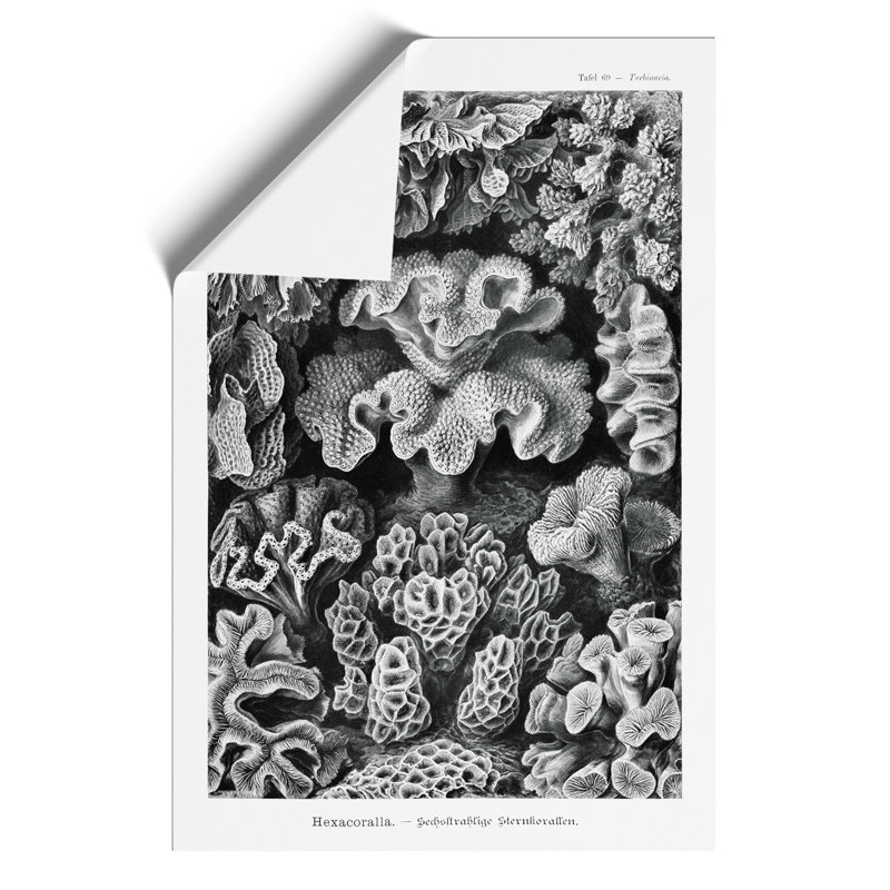 Hexacorallia Coral Vol.2 - No Frame Print, 30cm H x 21cm W x 0.1cm D