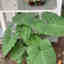 Customer photo 2 of 2