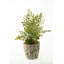 Faux Plant in Cement Planter