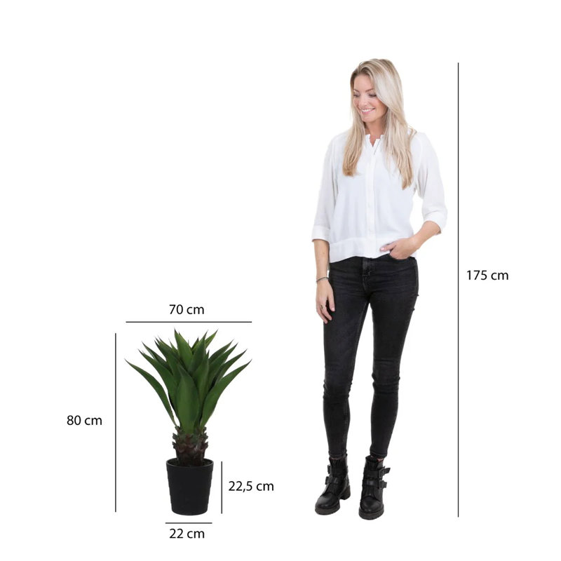 80cm Agave Plant in Pot