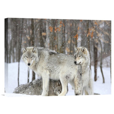 " Gray Wolves Huddle Together During A Snowstorm, Quebec " by Anonymous