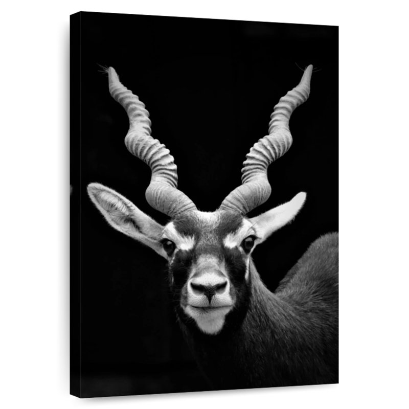 Antilope à cornes Brampt, H 36 po x l 24 po