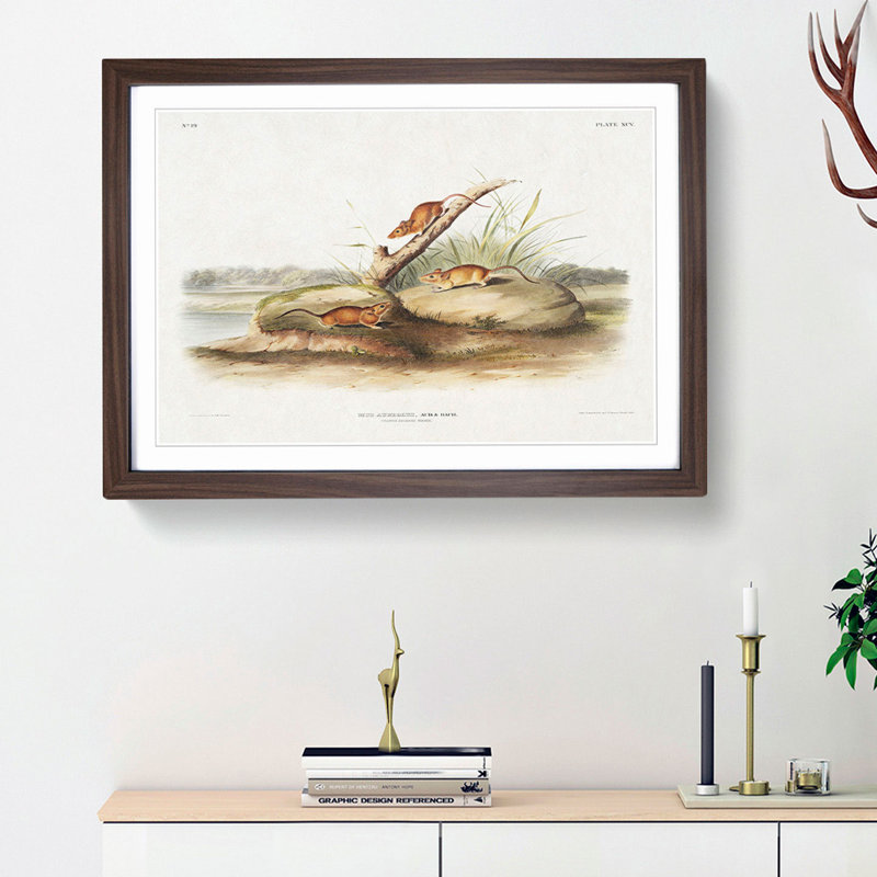 Orange Mice by J.W. Audubon - Picture Frame Painting Print, 48cm H x 65cm W x 2cm D, Walnut Framed