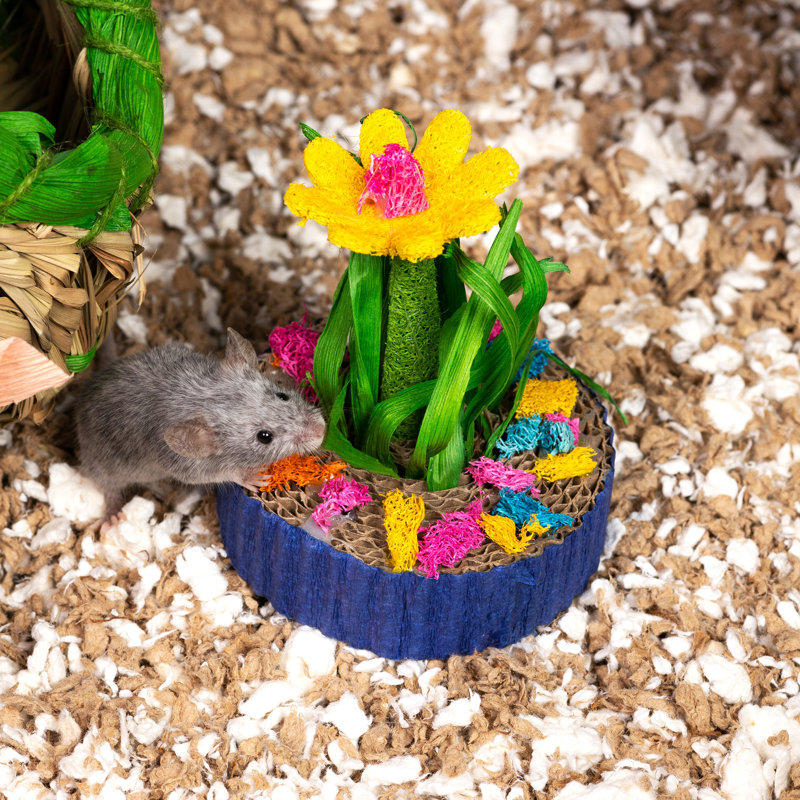 Succulent MiniGarden, petit animal