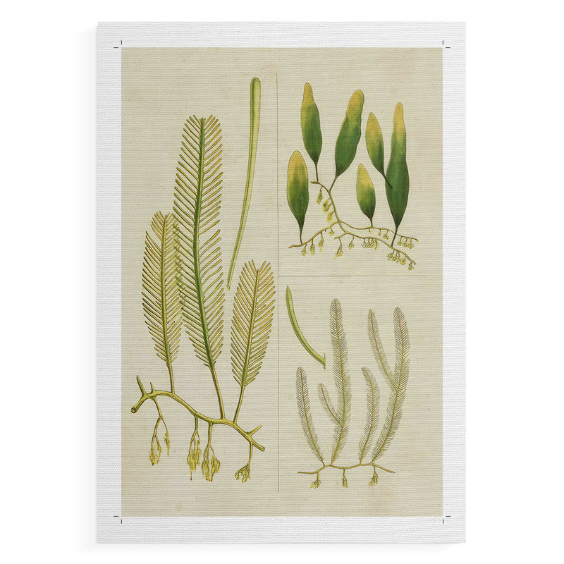 Herbe de mer rétro I - impression sur toile seulement - non encadrée