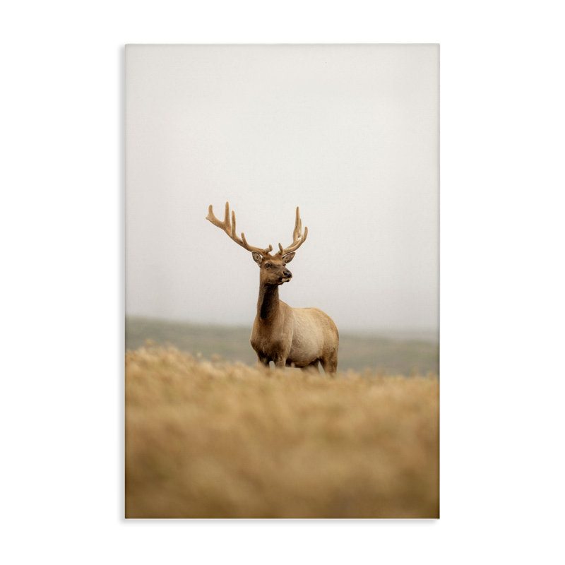 Art mural sur toile Stoic Tule Elk par Crystal Lynn Collins, H 24 po x l 16 po