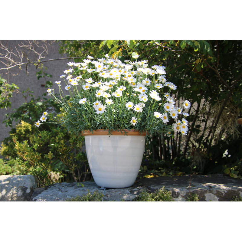 Sundhya Pot Planter, Cream/Beige Gloss, 13cm H x 16cm W x 16cm D