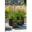 Haninah Metal Planter Box-1377415246