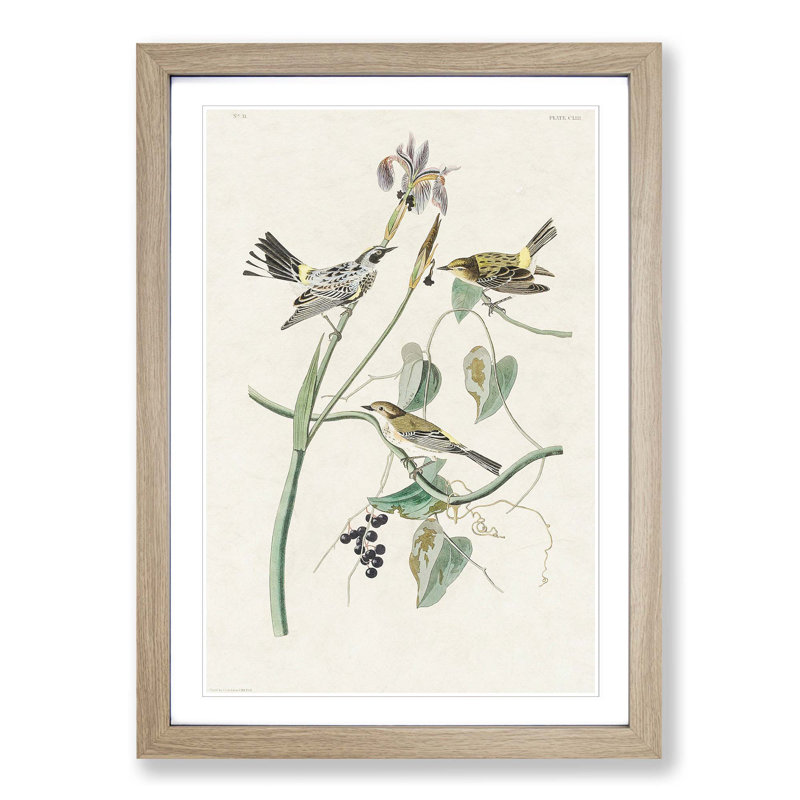 Yellow-Crown Warbler Birds by John James Audubon - Picture Frame Art Print, Oak Framed, 65cm H x 48cm W x 2cm D