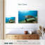 Hawksbill Turtle In Motion-107668857