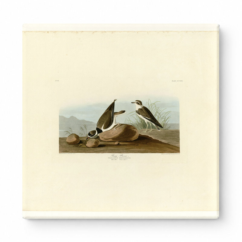 Ring Plover (plaque 330) - art mural carré sur toile, 12" W x 12" H