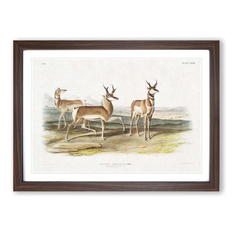 Prong-Horned Antelope by J.W. Audubon - Picture Frame Painting Print, 27cm H x 36cm W x 2cm D, Walnut Framed