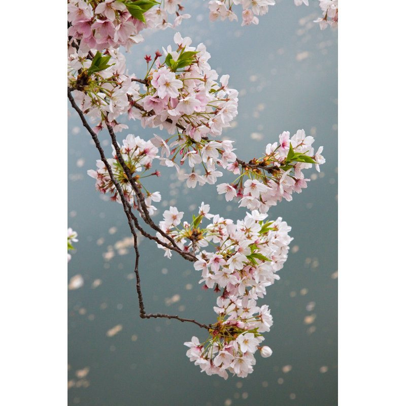 Castorland Cherry Blossom, Osaka, Japan - Wrapped Canvas Print, 46cm H x 30cm W x 3.8cm D