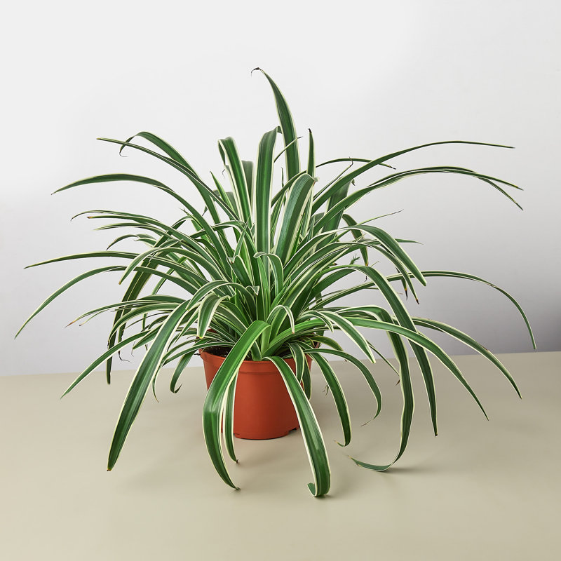 House Plant Shop Live Foliage Plant Low Maintenance Plant Rattan