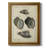 " Vintage Shell Study III "-2009809593
