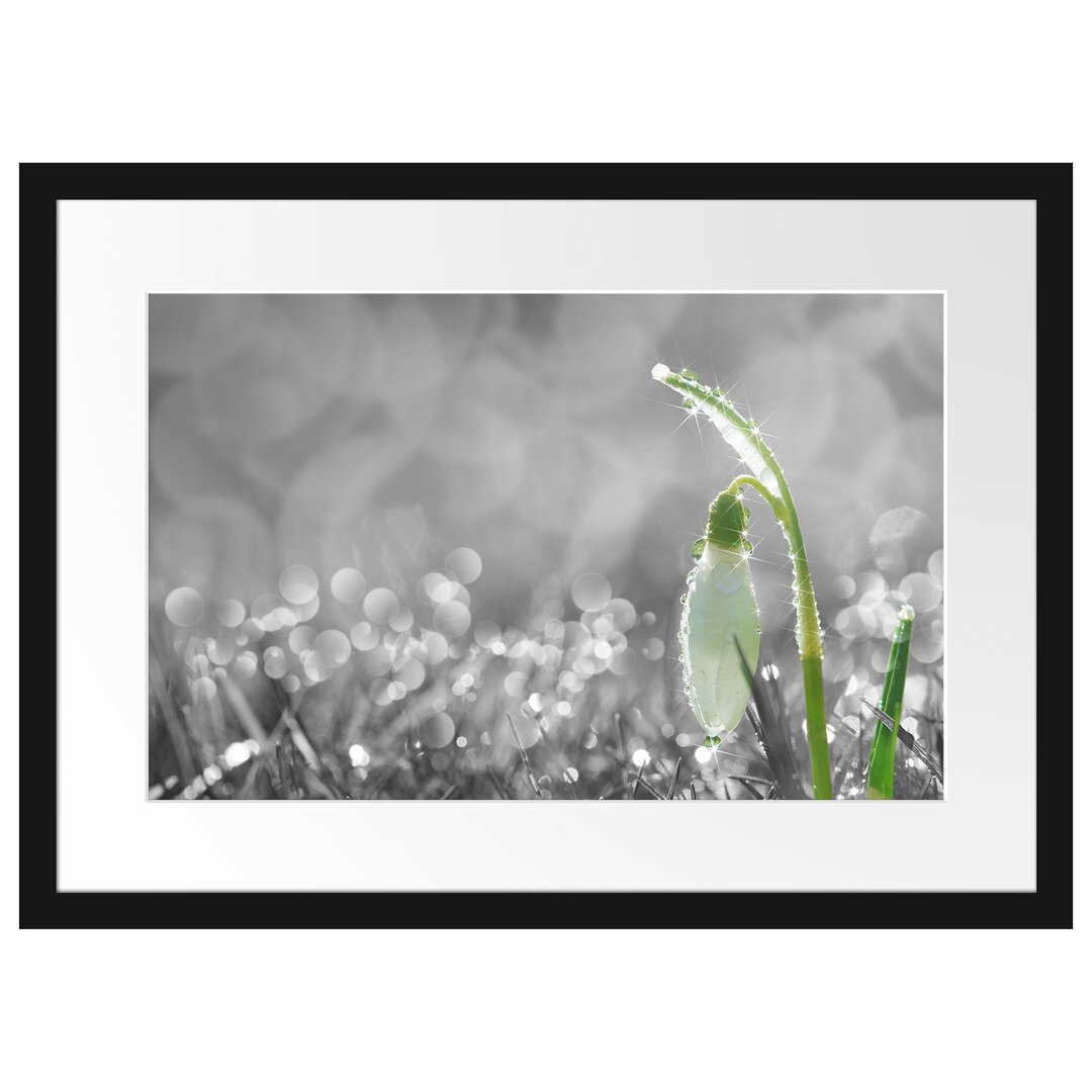 Gerahmter Fotodruck Snowdrops in Morning Dew