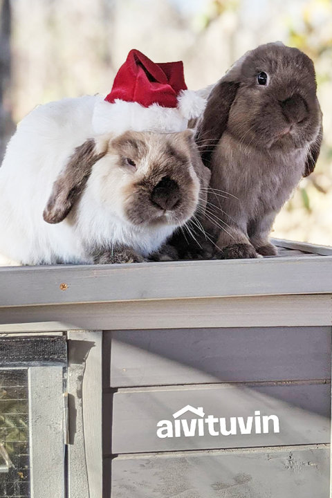 The Rabbit Hutch Collection